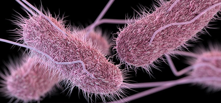 Salmonella Outbreaks